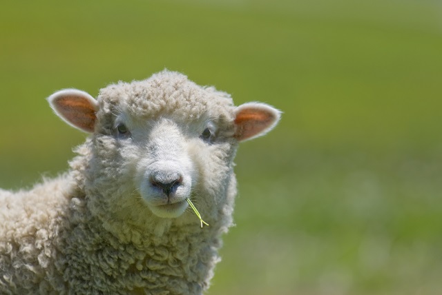 Dưỡng chất sẵn có trong nhau thai cừu có thể thúc đẩy sự phát triển của tế bào, điều tiết hormon, tăng cường hệ miễn dịch và trẻ hóa tế bào và mô của cơ thể người.